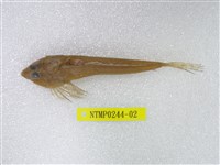 藏品(長崎斜棘(魚銜))的圖片